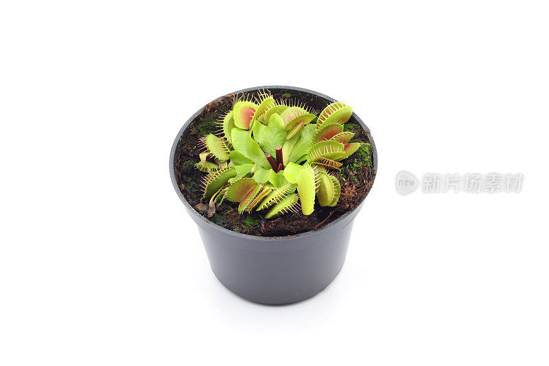 捕蝇草(Dionaea muscipula)在白色背景下的花盆里。